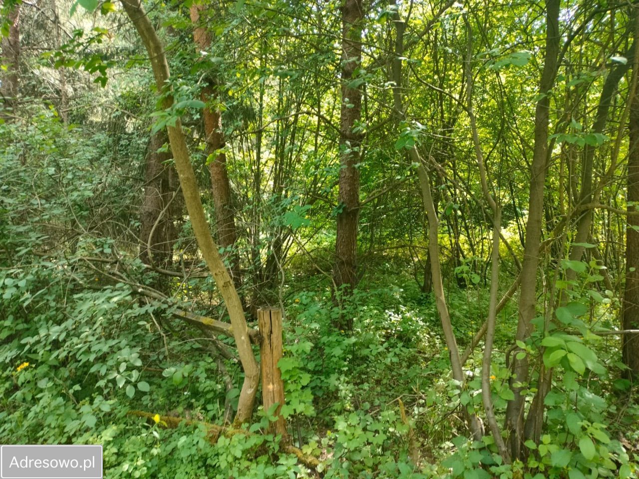 Działka rekreacyjna Nadkole. Zdjęcie 5