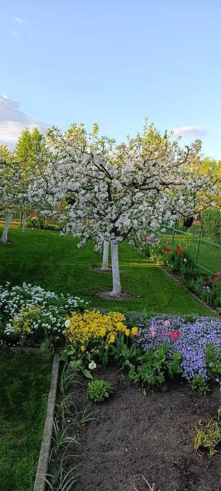 Działka rod Lubin. Zdjęcie 3