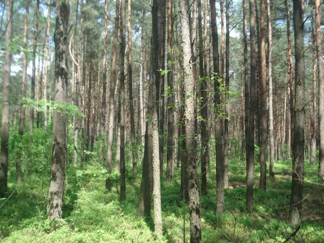 Działka leśna Ogrodzona. Zdjęcie 1