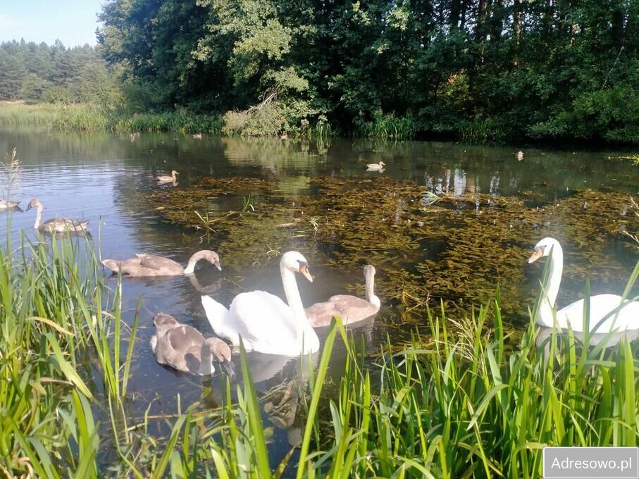 Działka rekreacyjna Majdan Sopocki Pierwszy. Zdjęcie 3