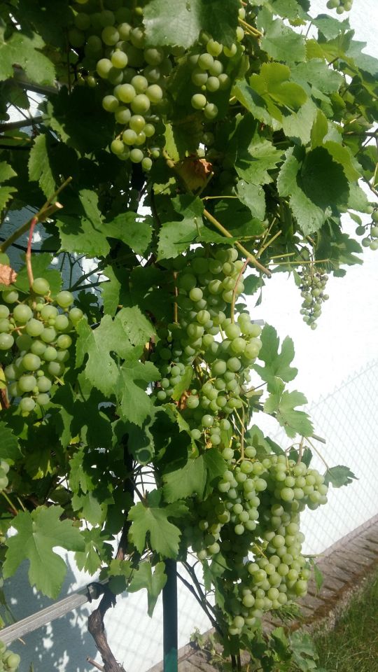 dom wolnostojący, 7 pokoi Łochów, ul. Marii Sadzewicz. Zdjęcie 13