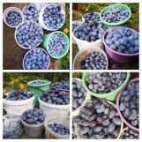 Działka rod Szczecin Świerczewo, ul. Tenisowa. Zdjęcie 2