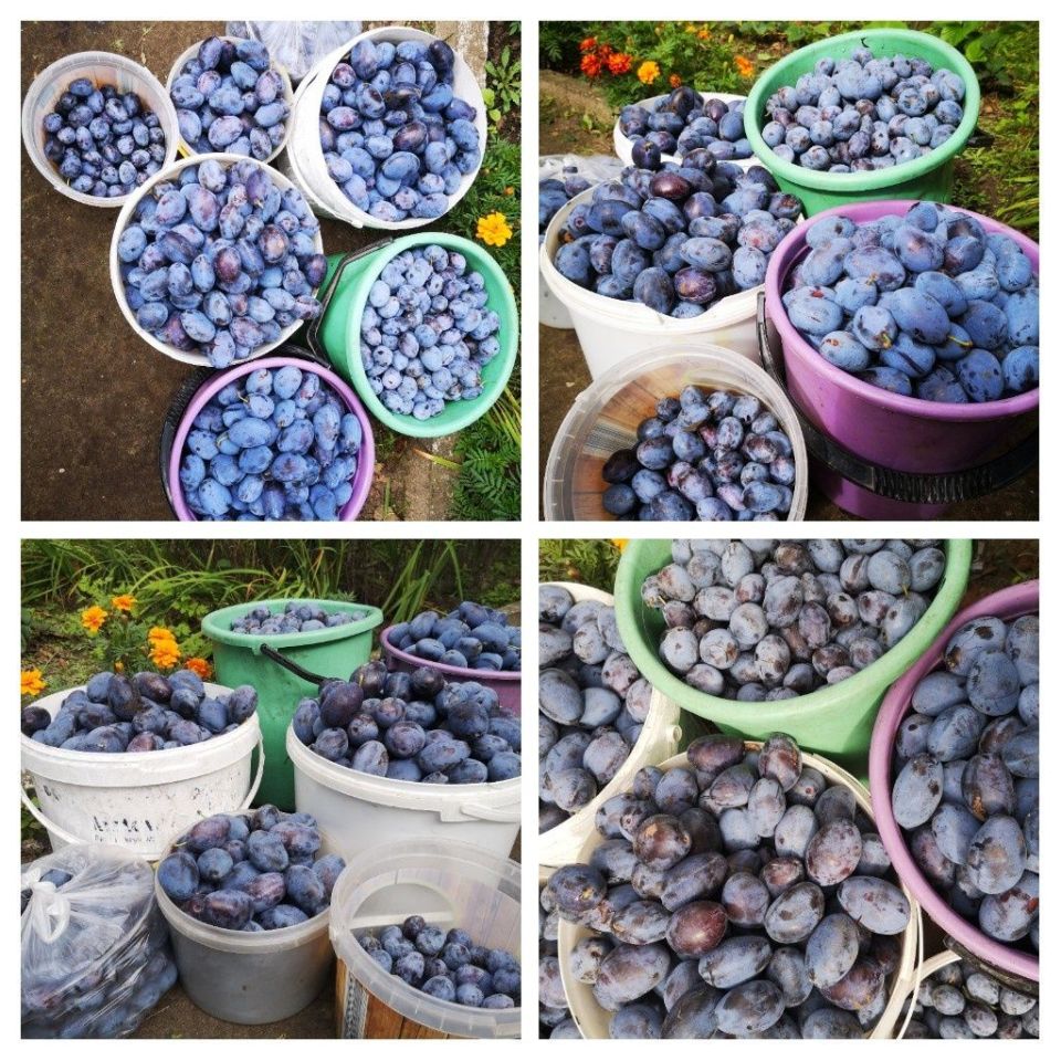 Działka rod Szczecin Świerczewo, ul. Tenisowa. Zdjęcie 3