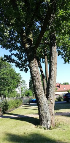 dom wolnostojący, 5 pokoi Warszawa Wawer, ul. Izbicka. Zdjęcie 17