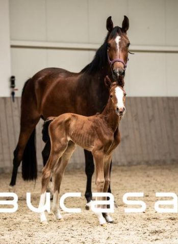 Nieruchomość komercyjna Zabierzów Bocheński. Zdjęcie 11