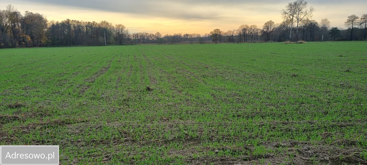 Działka rolna Jaworzno. Zdjęcie 10