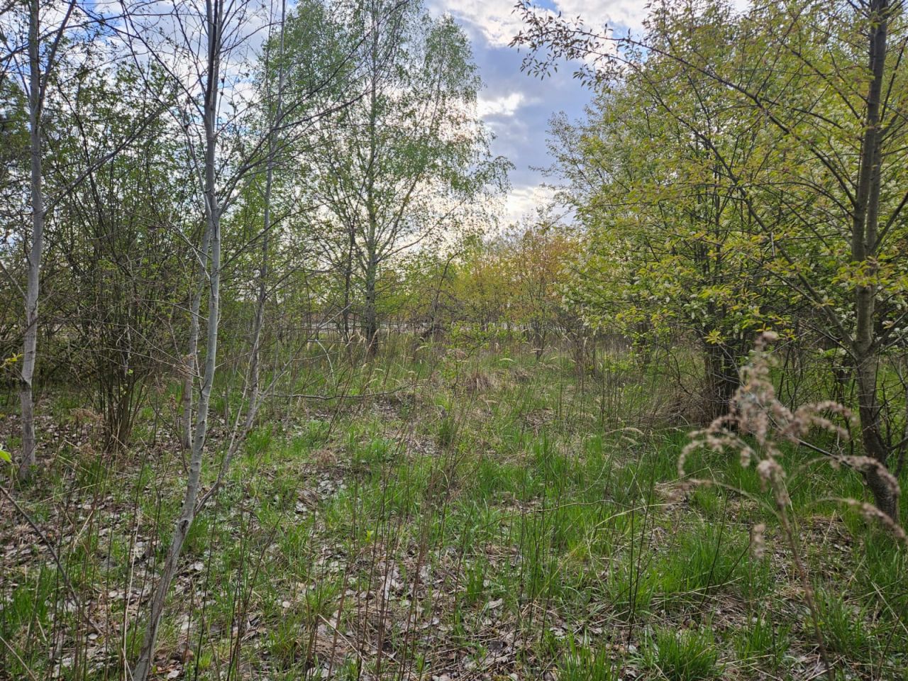 Działka rolna Gołków, ul. Dużego Stawu. Zdjęcie 2