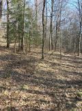 Działka leśna Brzezowa. Zdjęcie 3