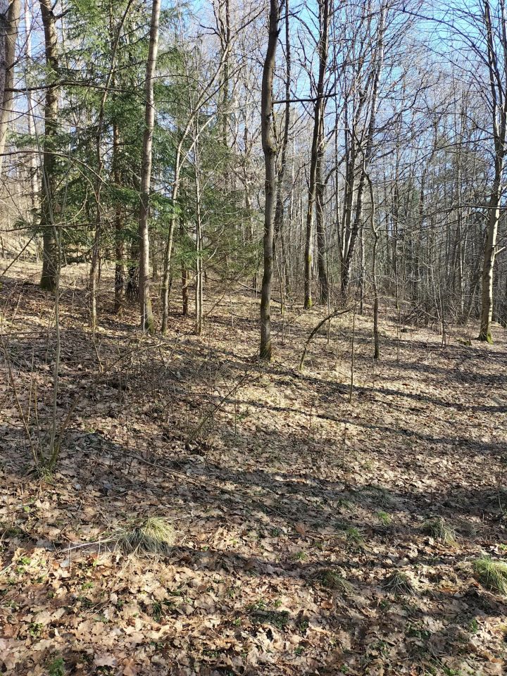 Działka leśna Brzezowa. Zdjęcie 4