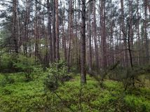 Działka leśna Sinogóra. Zdjęcie 2