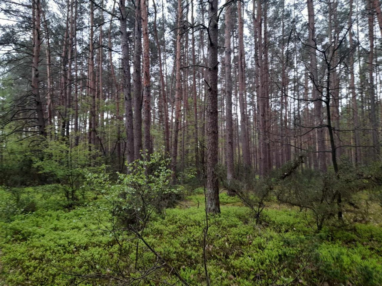 Działka leśna Sinogóra. Zdjęcie 3