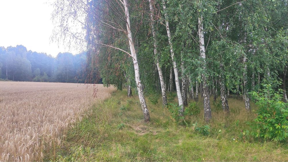 Działka rolno-budowlana Ługi. Zdjęcie 7