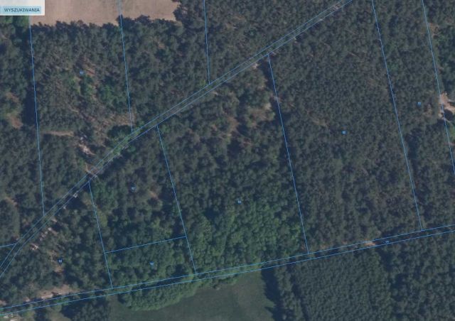 Działka leśna Kondrajec. Zdjęcie 1