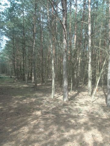 Działka leśna Przyłęk. Zdjęcie 1