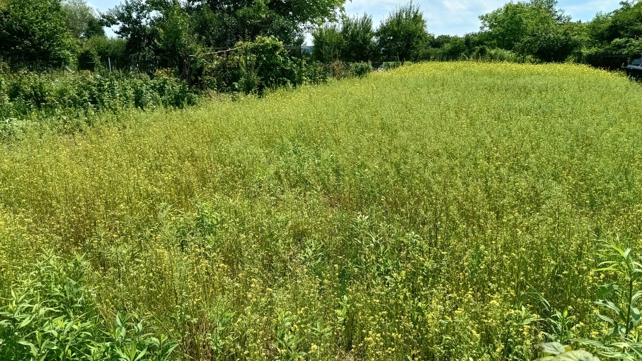Działka rod Puławy Włostowice, ul. Polskiej Organizacji Wojskowej