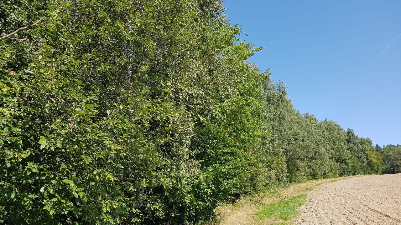 Działka rolna Lipnica Wielka Żebraczka. Zdjęcie 1