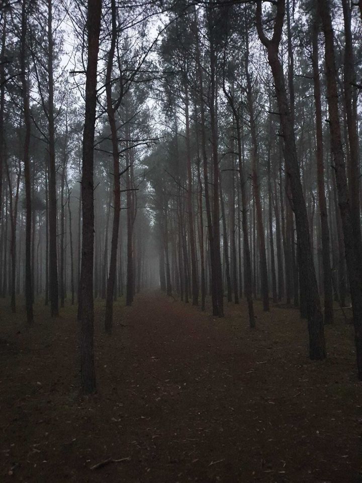 Działka leśna Rzgów. Zdjęcie 7