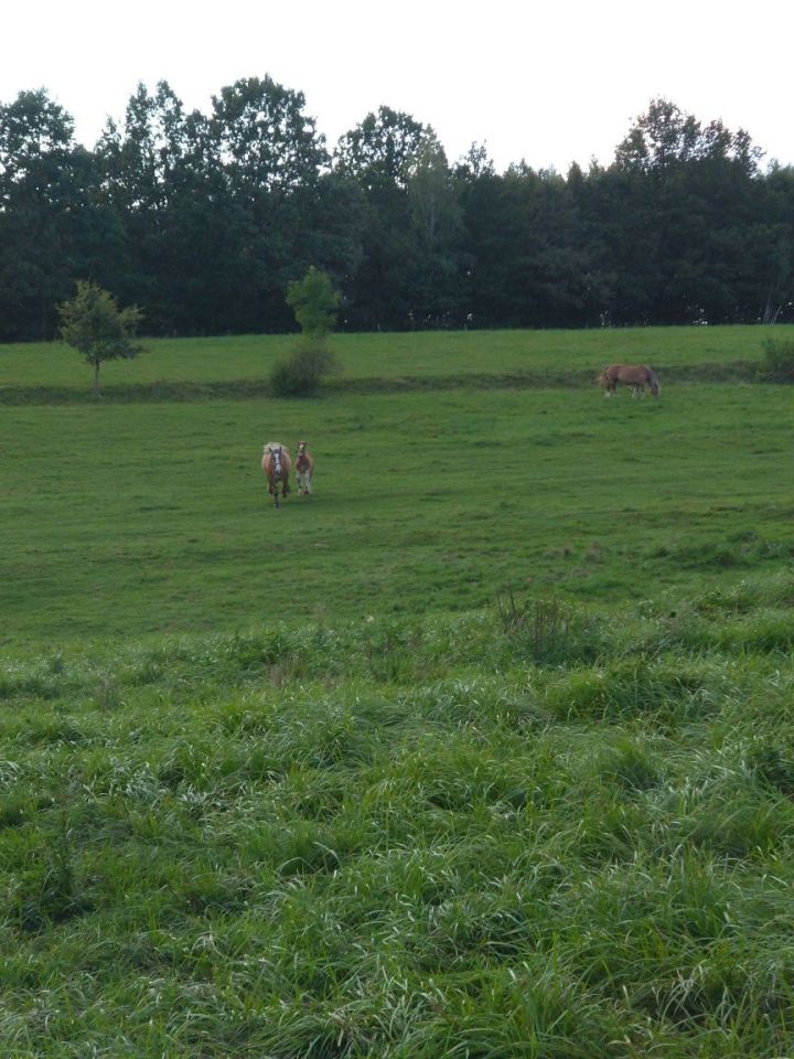 Działka rolno-budowlana Jaszkowa Górna. Zdjęcie 7