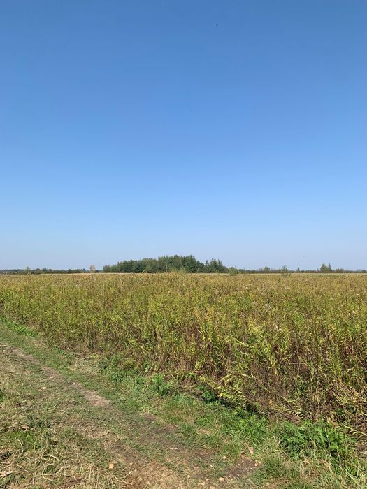 Działka rolna Tarnobrzeg Wielowieś. Zdjęcie 1