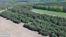 Działka inwestycyjna Dwórzno. Zdjęcie 4