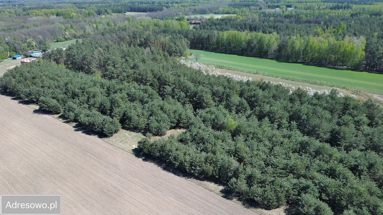 Działka inwestycyjna Dwórzno. Zdjęcie 5