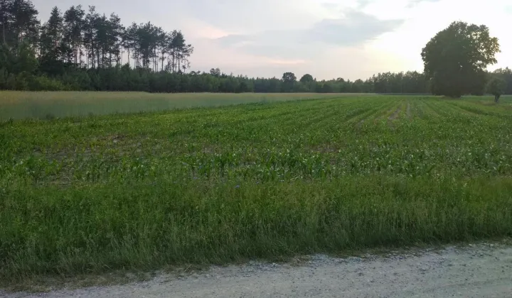 Działka rolno-budowlana Kożuszki-Parcel