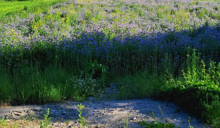 Działka rolna Wieprzów Tarnawacki Skrzypny Ostrów