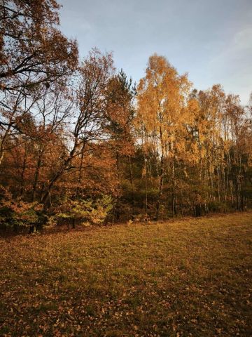 Działka leśna Kukowo. Zdjęcie 1