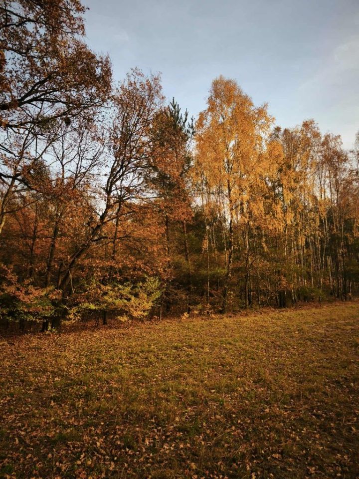 Działka leśna Kukowo