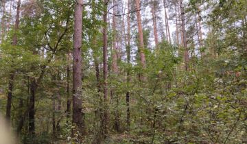 Działka leśna Sarnowo