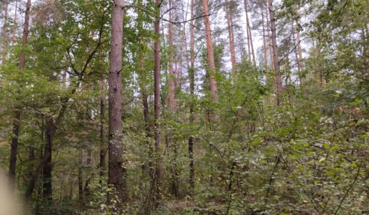 Działka leśna Sarnowo