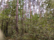 Działka leśna Sarnowo