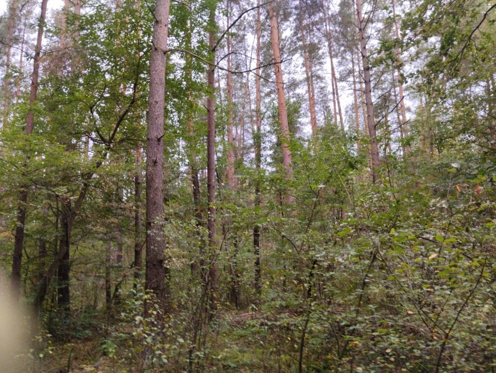 Działka leśna Sarnowo