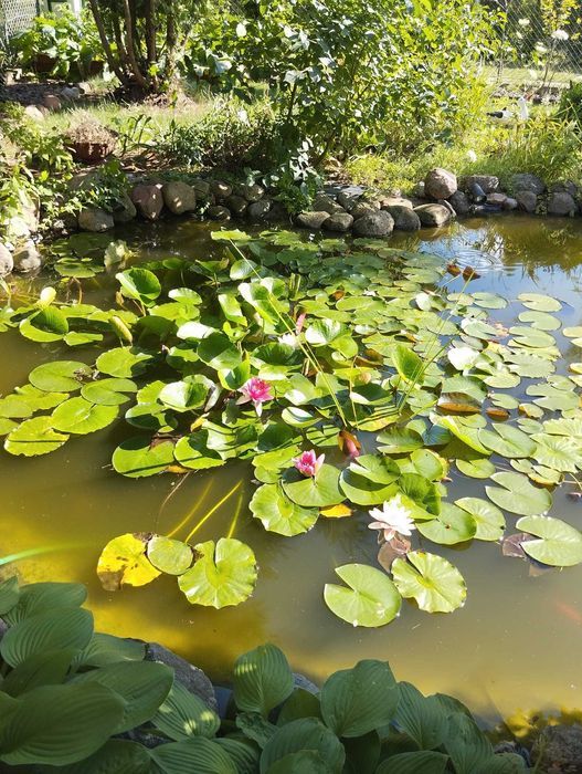 Działka rod Grudziądz Rządz. Zdjęcie 4
