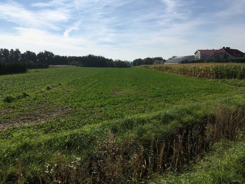 Działka inwestycyjna Sokołowice. Zdjęcie 3
