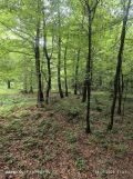 Działka leśna Gogołów. Zdjęcie 3