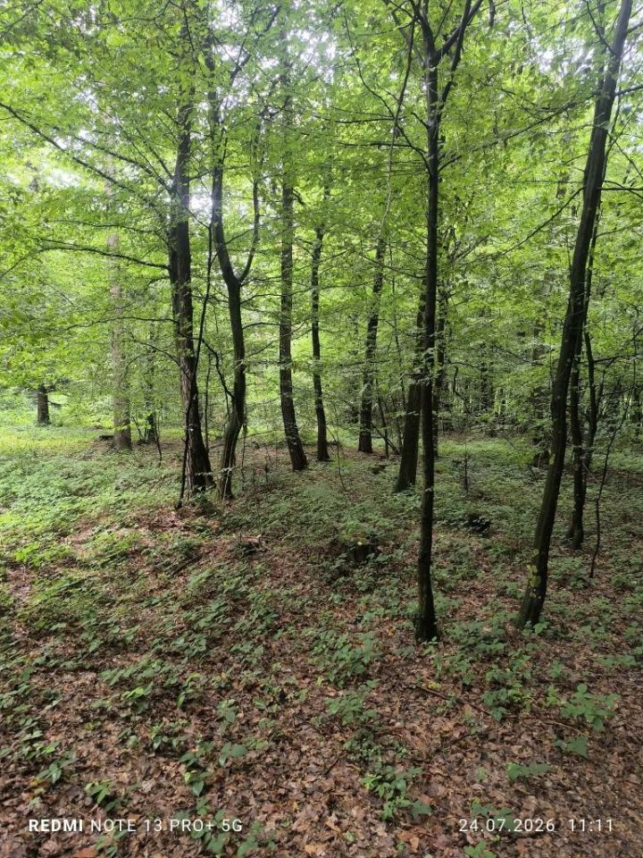 Działka leśna Gogołów. Zdjęcie 4