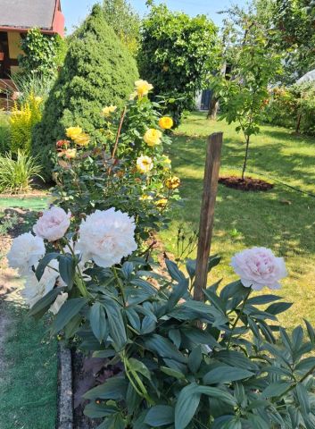 Działka rekreacyjna Mokra Lewa. Zdjęcie 1