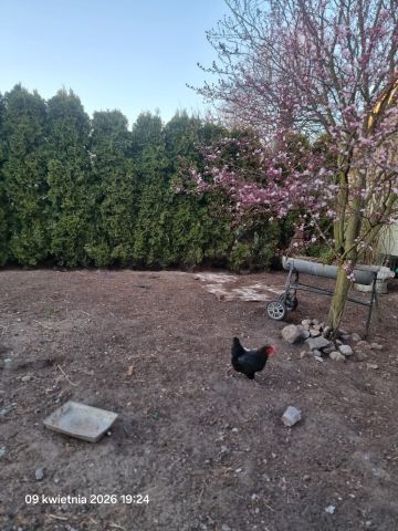 bliźniak, 5 pokoi Gościm. Zdjęcie 17