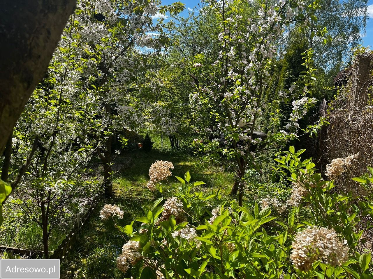 Działka rod Suchy Las. Zdjęcie 1