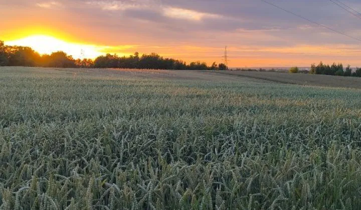 Działka rolna Jędrzejów