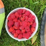 Działka rod Gdańsk Zabornia, ul. Łabędzia. Zdjęcie 3