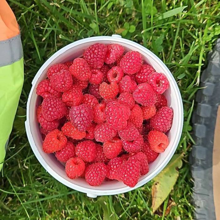 Działka rod Gdańsk Zabornia, ul. Łabędzia. Zdjęcie 4