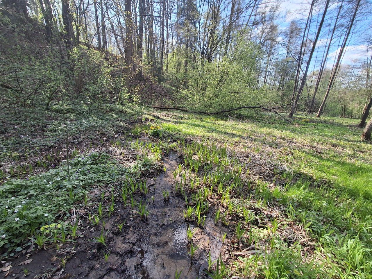 Działka leśna Lipnica Dolna, BRAK. Zdjęcie 10