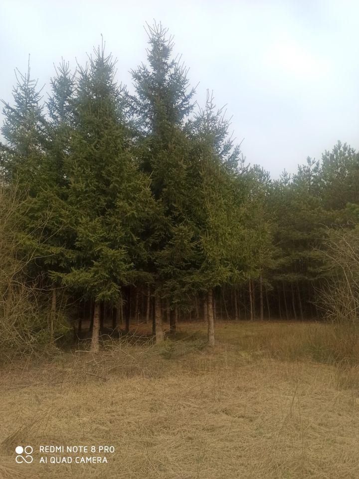 Działka inna Huta. Zdjęcie 12