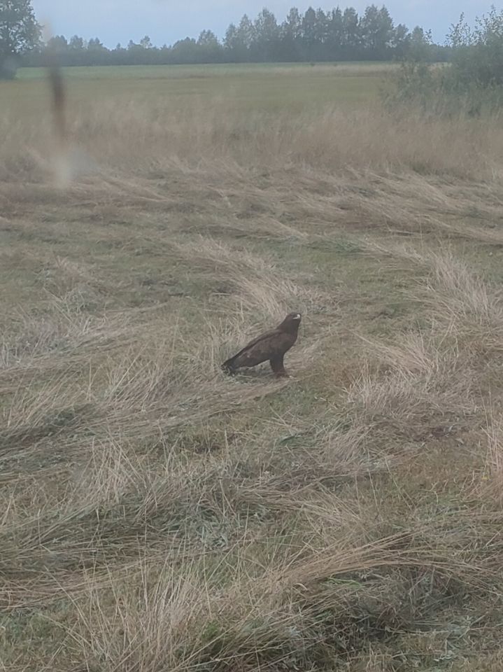 Działka rekreacyjna Wólka Piaseczna. Zdjęcie 6