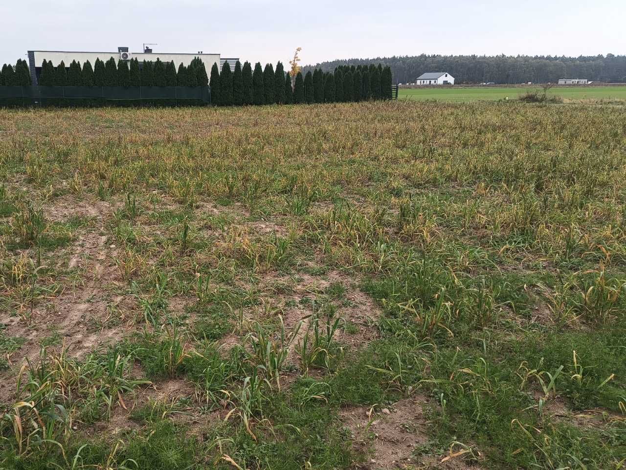 Działka budowlana Piotrowice. Zdjęcie 2