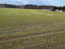 Działka budowlana Blękwit. Zdjęcie 3