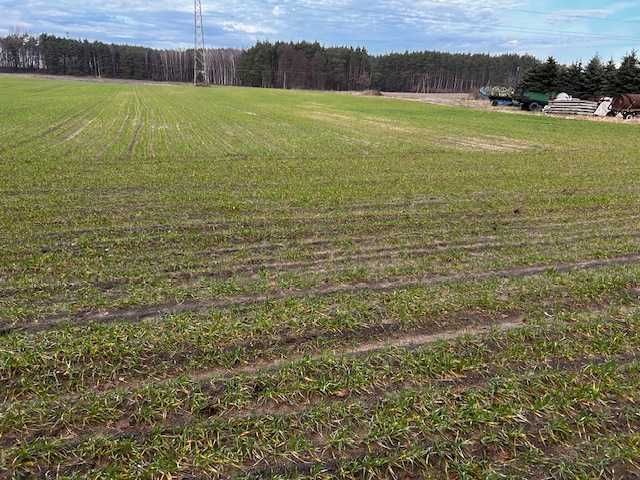 Działka budowlana Blękwit. Zdjęcie 4