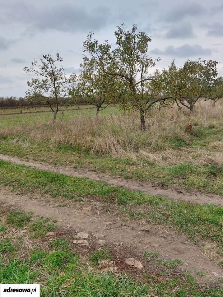Działka rolna Kolonia Nadwiślańska. Zdjęcie 8
